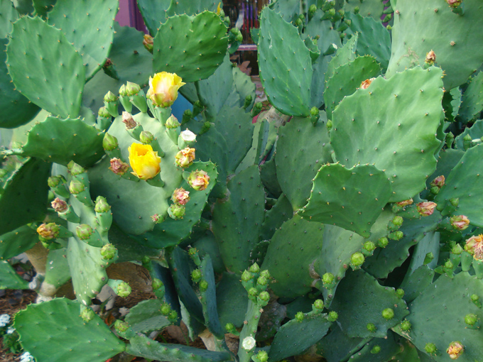 09.04 DSC00539 Cactu#C52B97