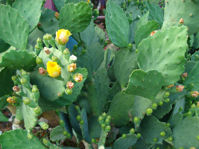 09.04 DSC00540 Cactu#C52B98