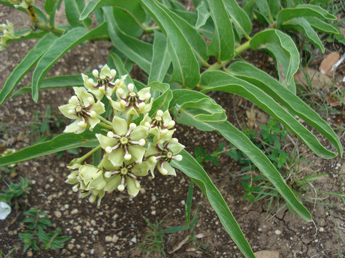 09.04 DSC00575 Flor de Cera