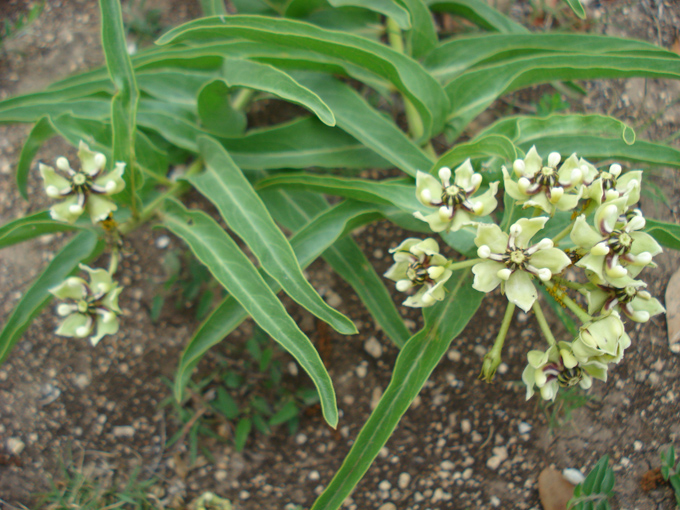 09.04 DSC00576 Flor de Cera