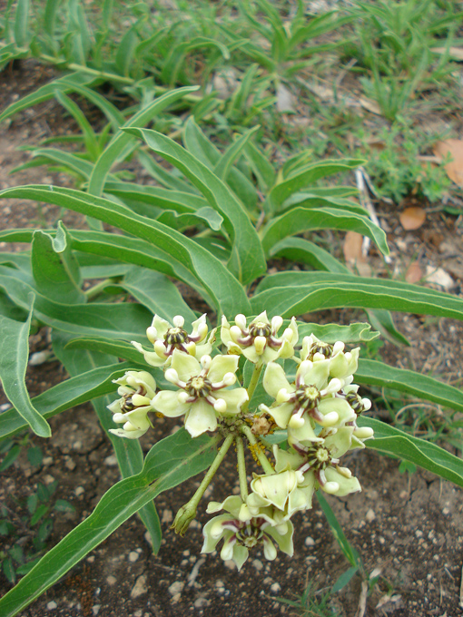 09.04 DSC00577 Flor de Cera