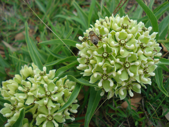 09.04 DSC00583 Flor de Cera