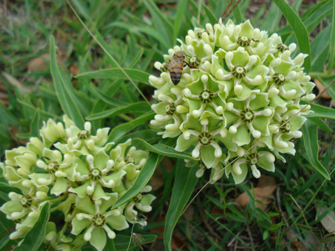 09.04 DSC00584 Flor de Cera
