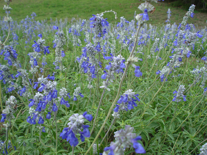 09.04 DSC00587 Blue Laveder