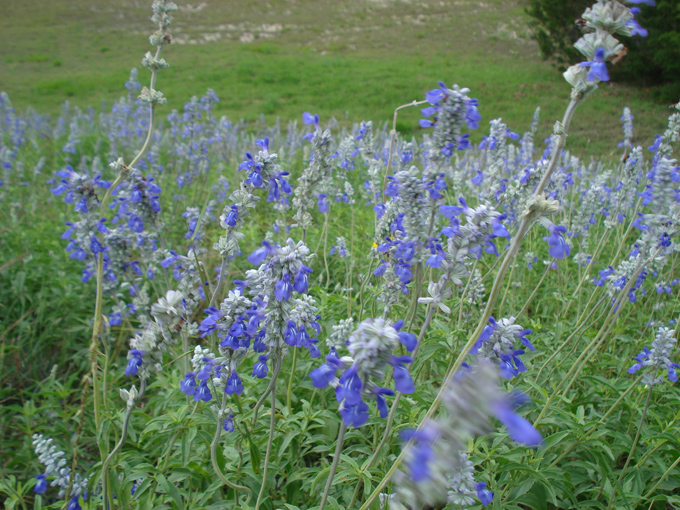 09.04 DSC00588 Blue Laveder