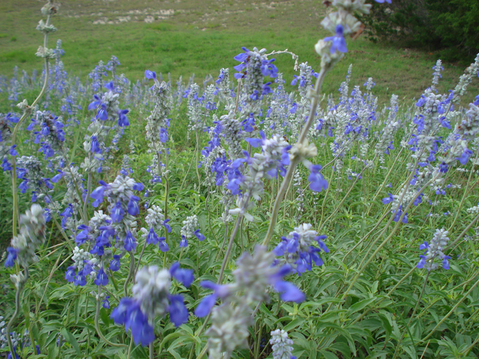 09.04 DSC00589 Blue Laveder