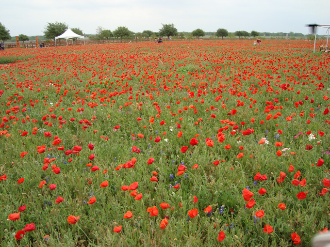 09.04 DSC00601 a DSC#C52C50