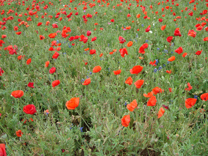 09.04 DSC00601 a DSC#C52C51