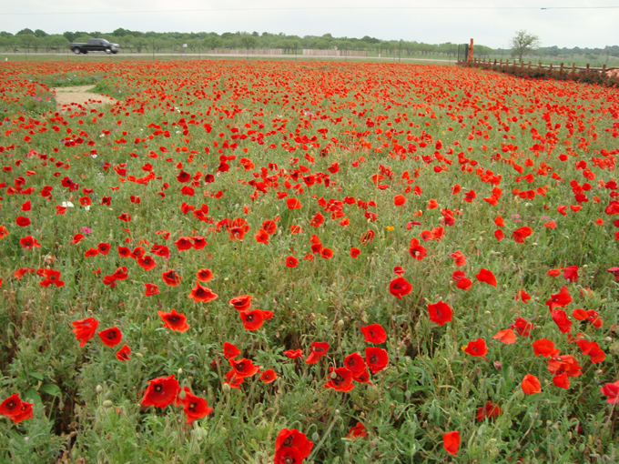 09.04 DSC00601 a DSC#C52C52