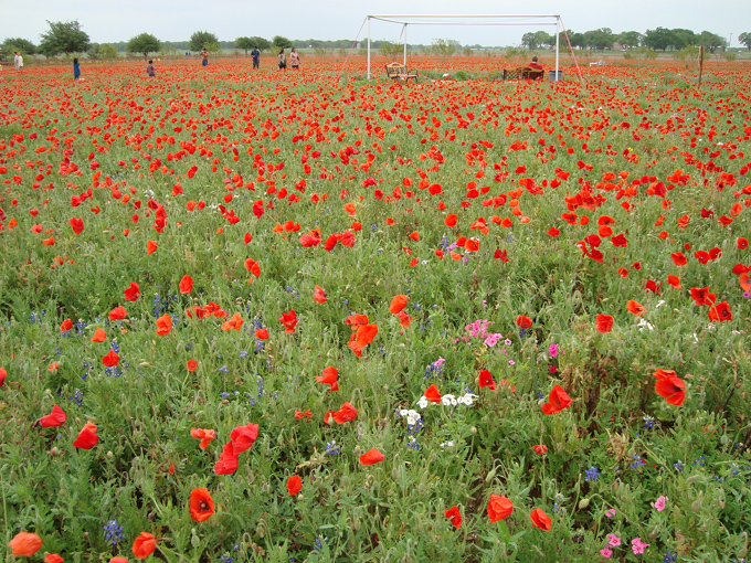 09.04 DSC00601 a DSC#C52C53