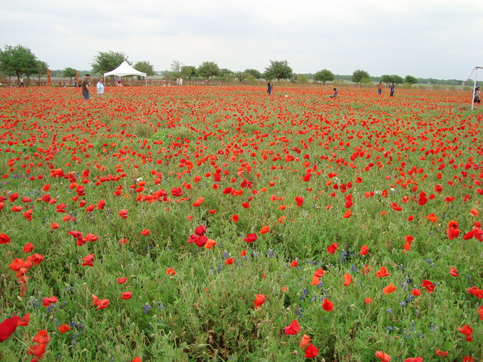 09.04 DSC00601 a DSC#C52C54