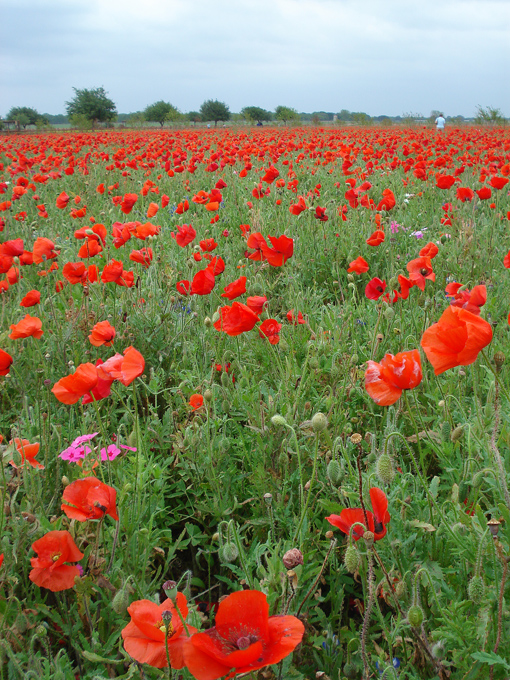 09.04 DSC00603 Store#C52C27