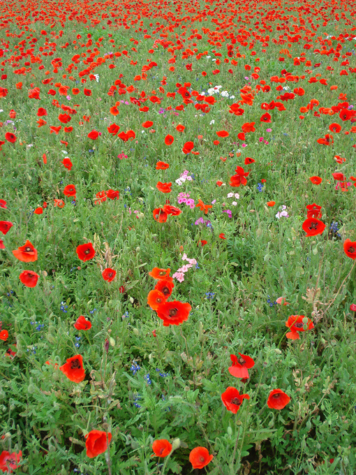 09.04 DSC00605 Store#C52C29