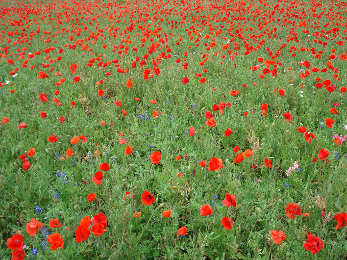 09.04 DSC00606 Store#C52C2A