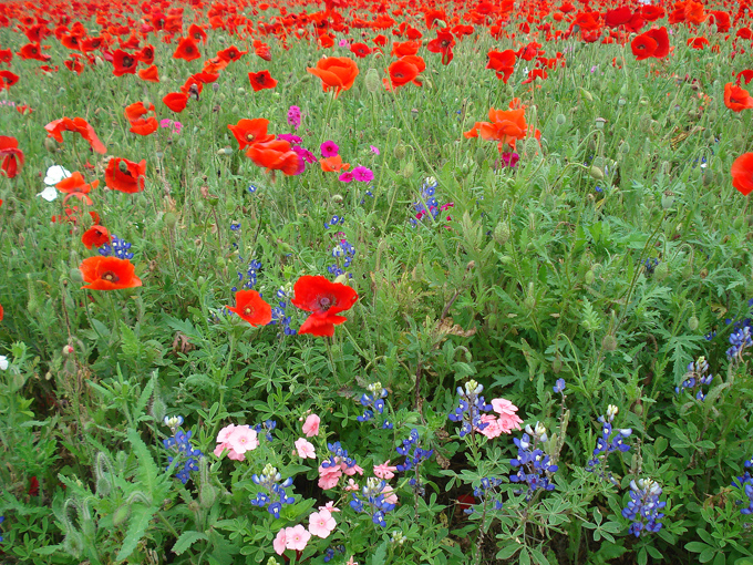 09.04 DSC00609 Store#C52C2D