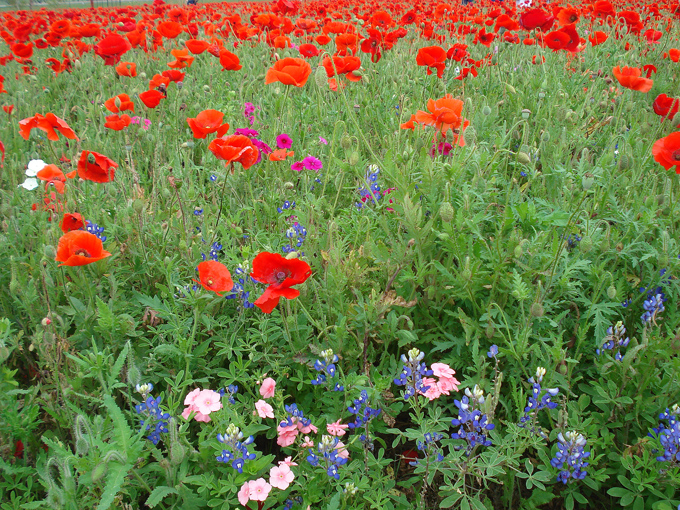 09.04 DSC00610 Store#C52C2E