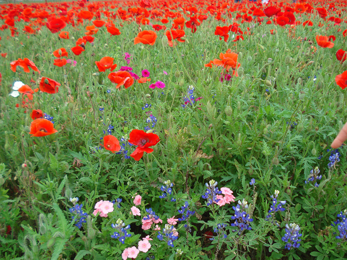 09.04 DSC00611 Store#C52C2F