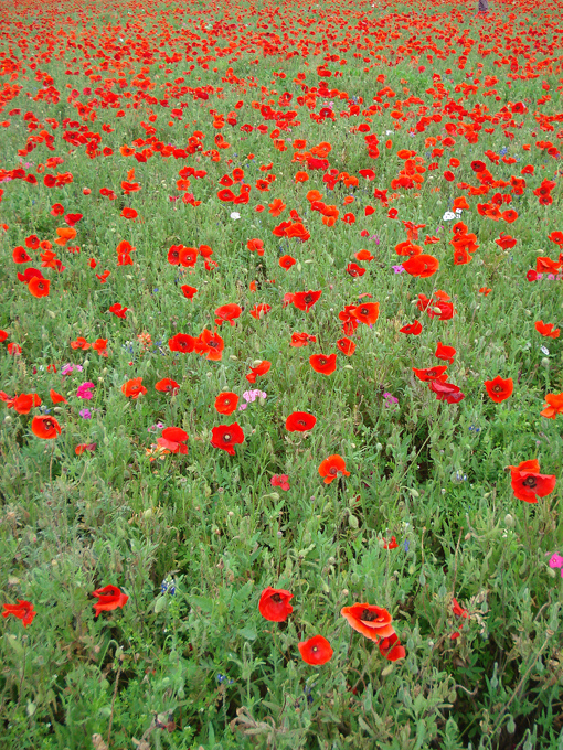 09.04 DSC00612 Store#C52C30