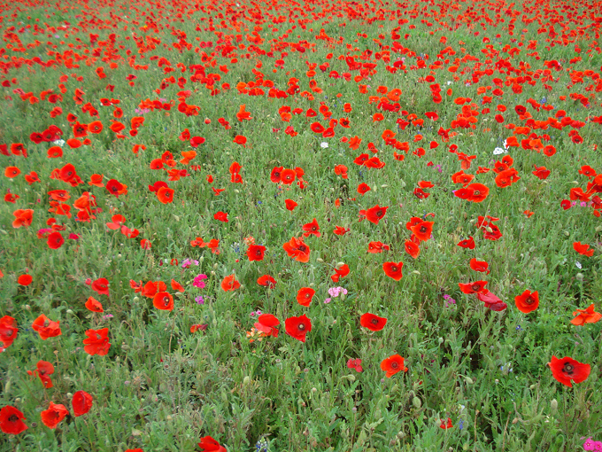 09.04 DSC00613 Store#C52C31