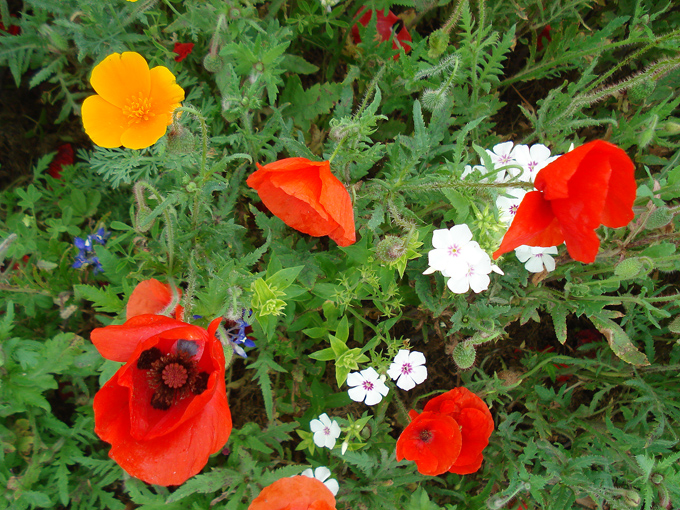 09.04 DSC00614 Store#C52C32