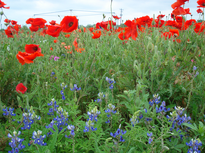 09.04 DSC00615 Store#C52C33