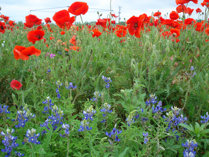 09.04 DSC00616 Store#C52C34