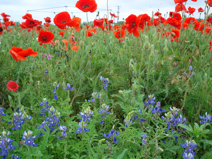 09.04 DSC00617 Store#C52C35