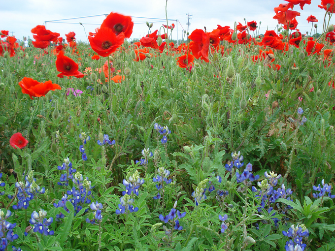 09.04 DSC00618 Store#C52C36