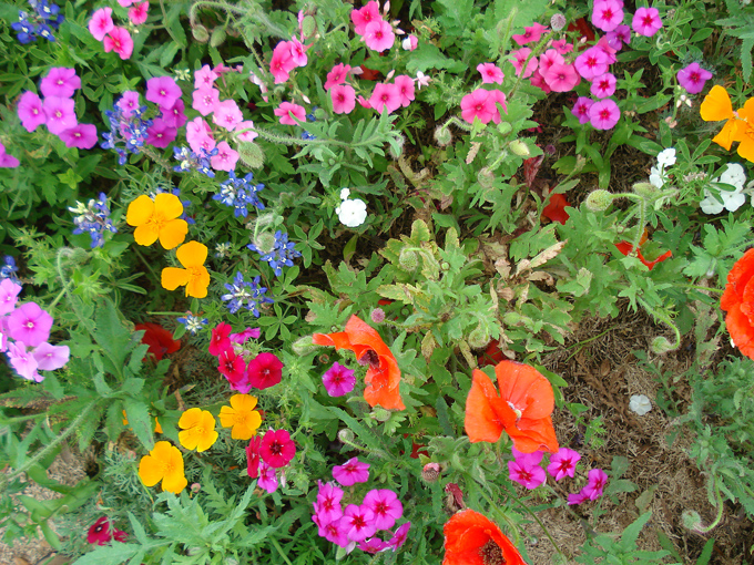 09.04 DSC00619 Store#C52C37