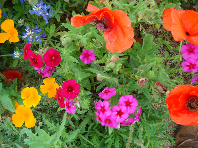 09.04 DSC00623 Store#C52C3B