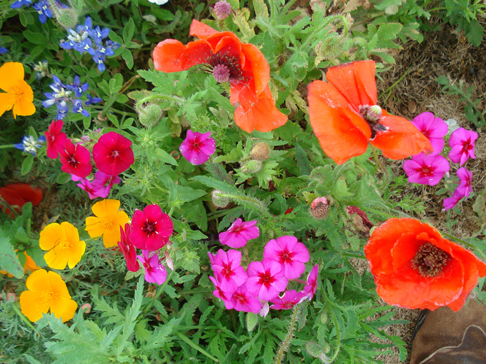 09.04 DSC00624 Store#C52C3C