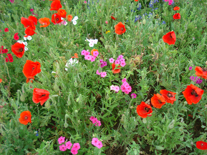 09.04 DSC00625 Store#C52C3D