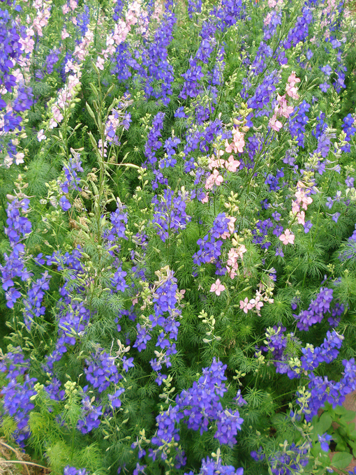 09.04 DSC00649 Flowe#C52BF0