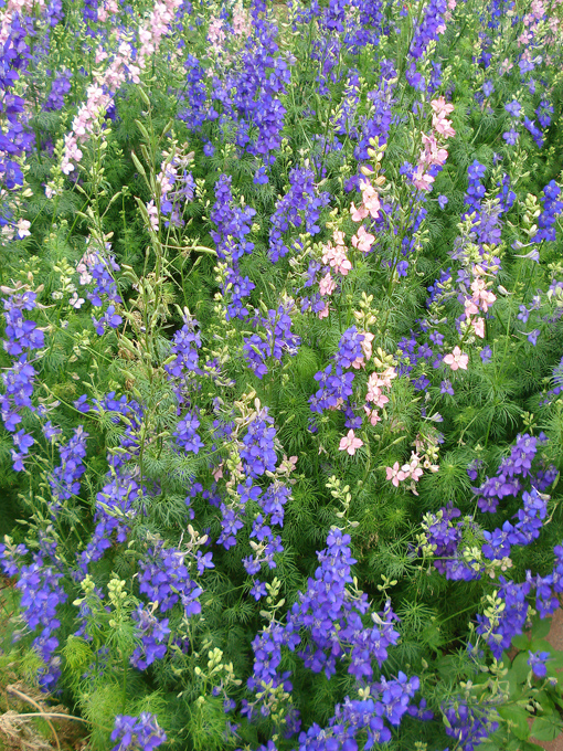 09.04 DSC00650 Flowe#C52BF1