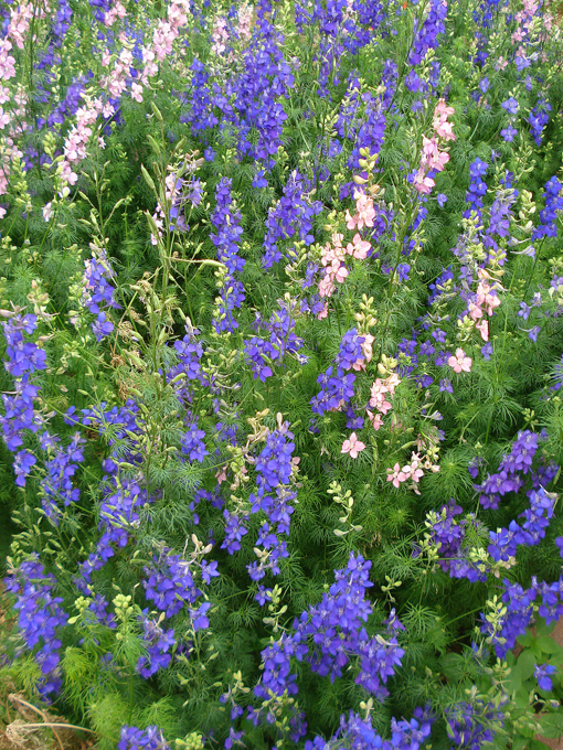 09.04 DSC00651 Flowe#C52BF2