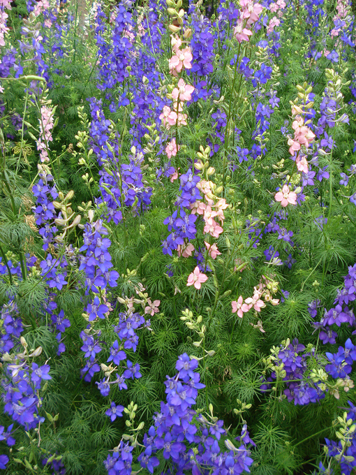 09.04 DSC00652 Flowe#C52BF3