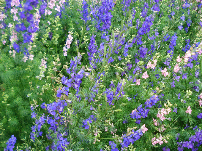 09.04 DSC00655 Flowe#C52BF4