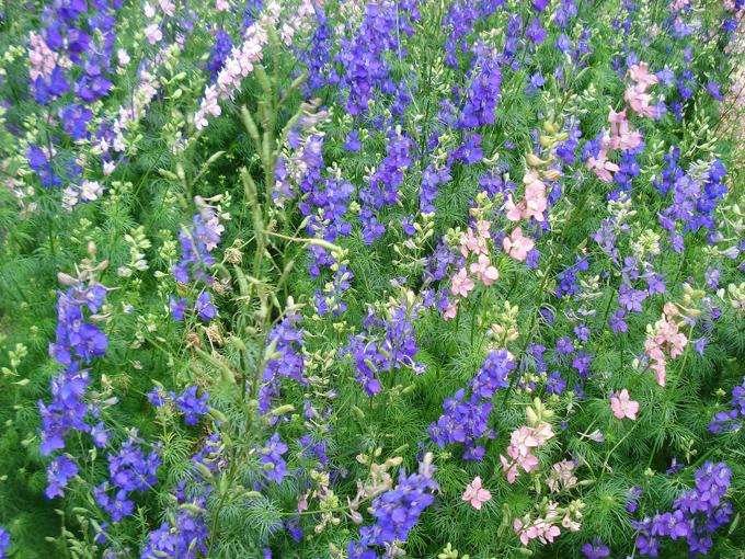 09.04 DSC00656 Flowe#C52BF5