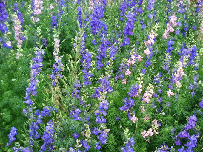 09.04 DSC00657 Flowe#C52BF6