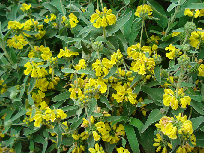 09.04 DSC00658 Flowe#C52BF7