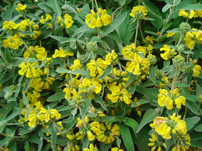 09.04 DSC00659 Flowe#C52BF8