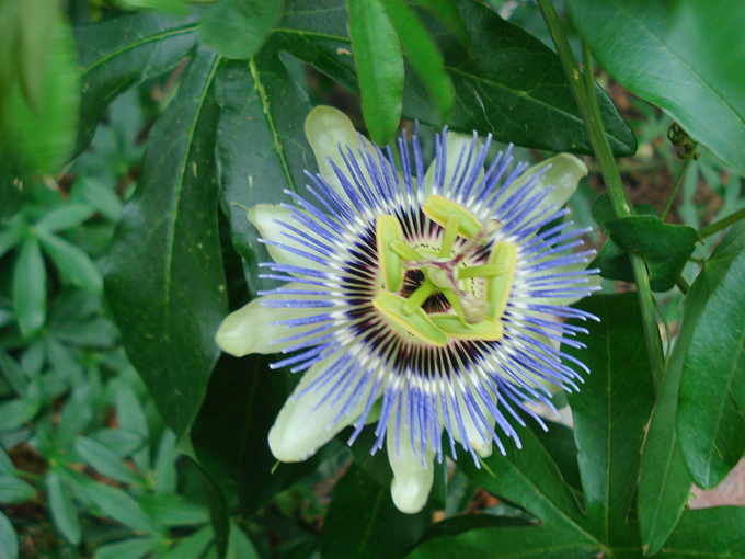 09.04 DSC00661 Flowe#C52BF9