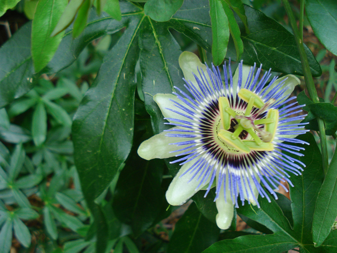 09.04 DSC00663 Flowe#C52BFA