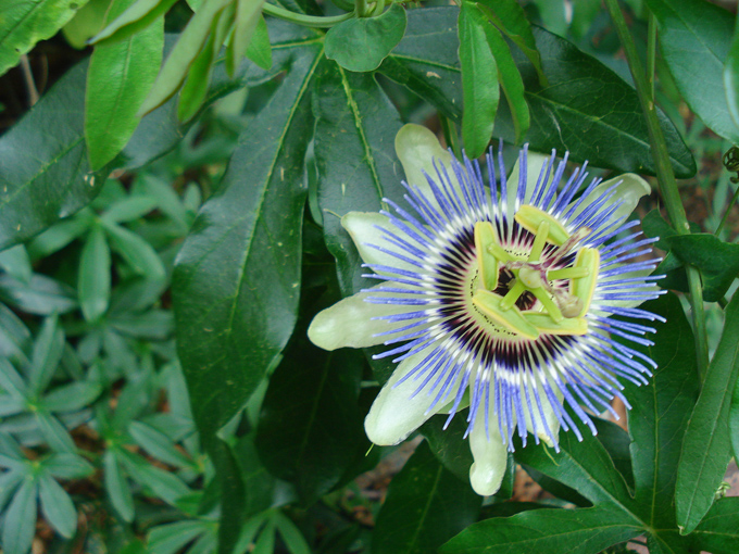 09.04 DSC00664 Flowe#C52BFB