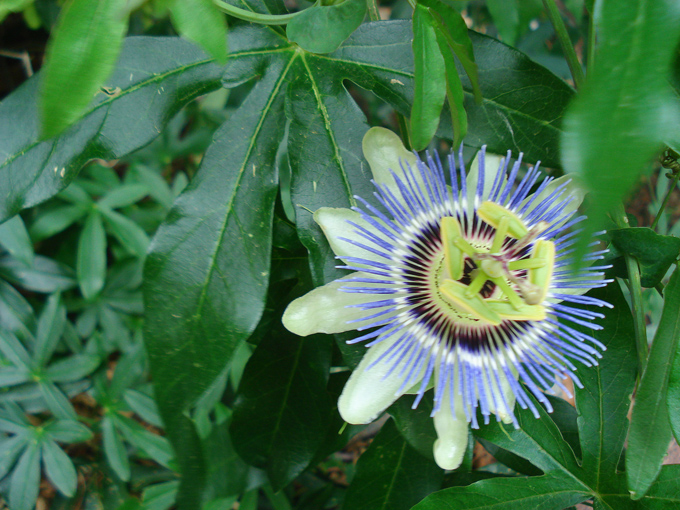 09.04 DSC00665 Flowe#C52BFC