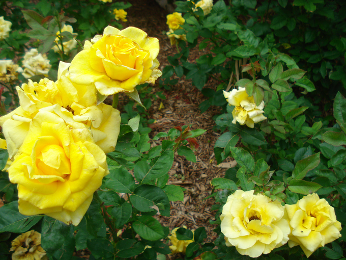 09.04 DSC00666 Flowe#C52BFD