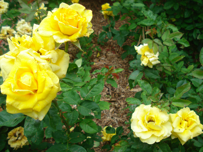 09.04 DSC00667 Flowe#C52BFE