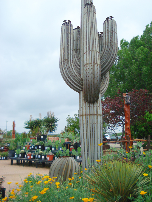 09.04 DSC00669 Cactu#C52BD8