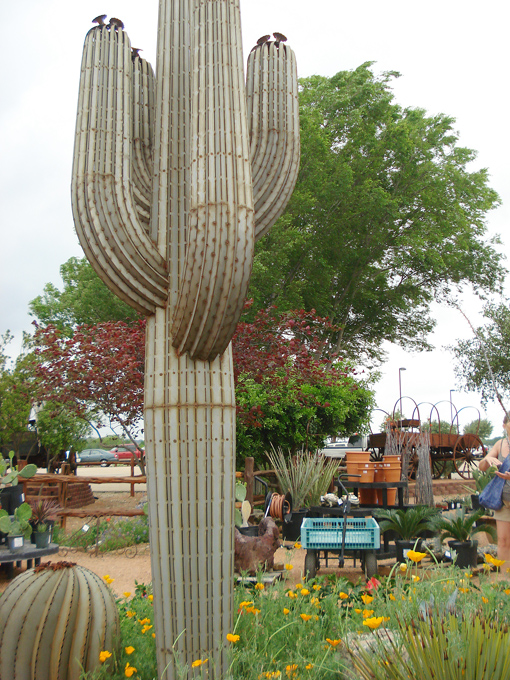 09.04 DSC00670 Cactu#C52BD9