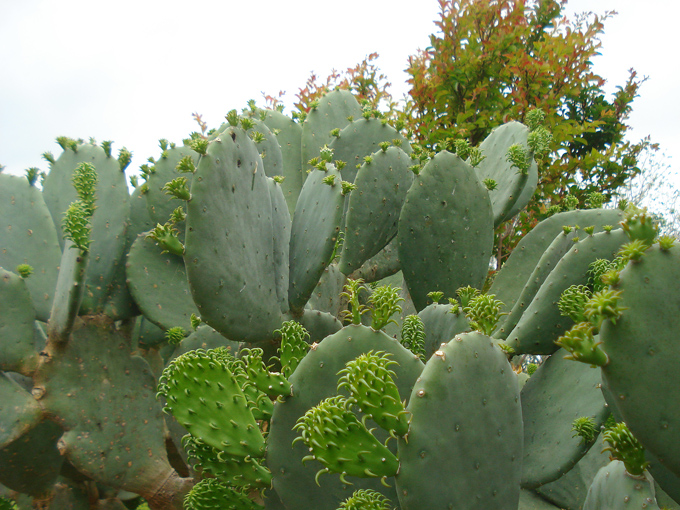 09.04 DSC00671 Cactu#C52BDA